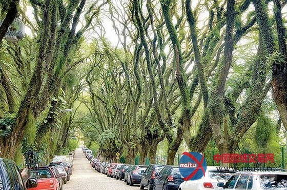 世界上最美的街道----巴西阿雷格里港大街
