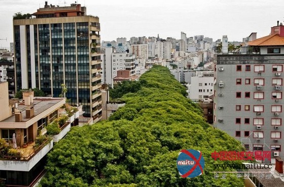 世界上最美的街道----巴西阿雷格里港大街
