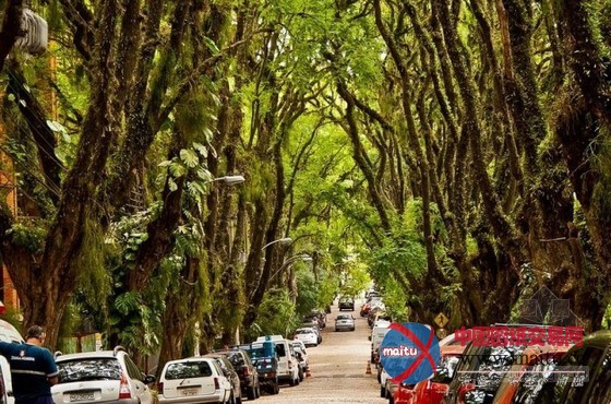 世界上最美的街道----巴西阿雷格里港大街