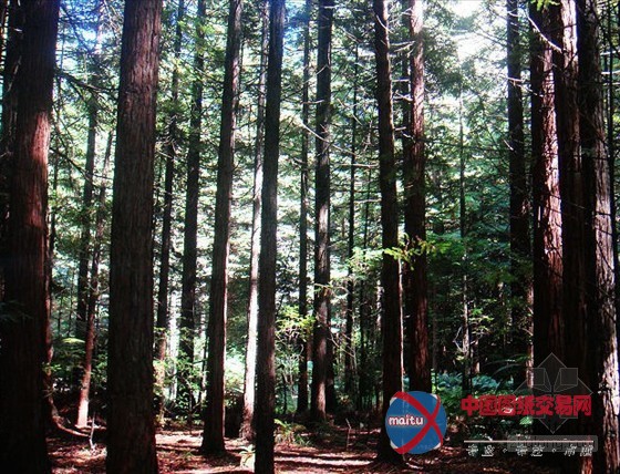 中国林业集团购17万亩新西兰林地