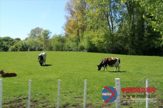 中国林业集团购17万亩新西兰林地