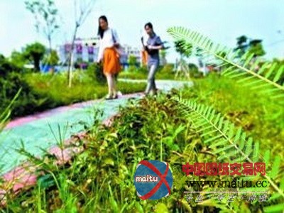 广州开展景观整治工作 道路穿上“绿衣裳”