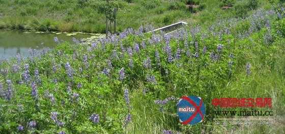 CMG设计的都柏林农场水池