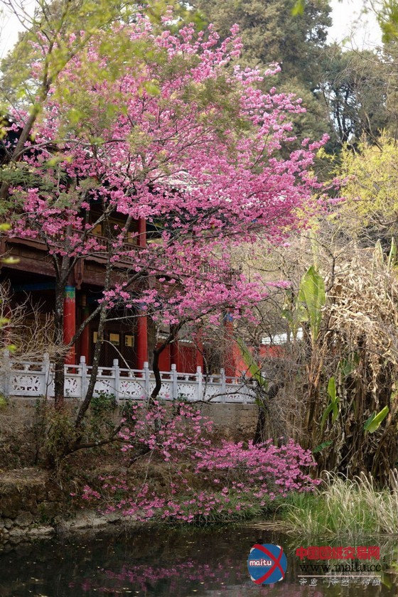 丽江花间堂唯美人文客栈墨香院 瞬间穿越古时私塾