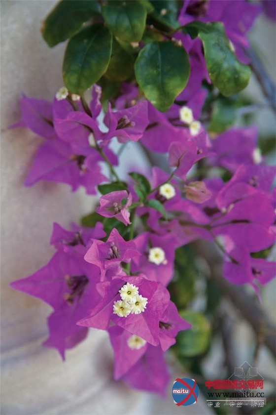 意大利南佛罗里达景观