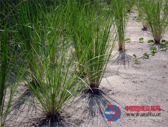 墨西哥瑞维拉玛雅度假村