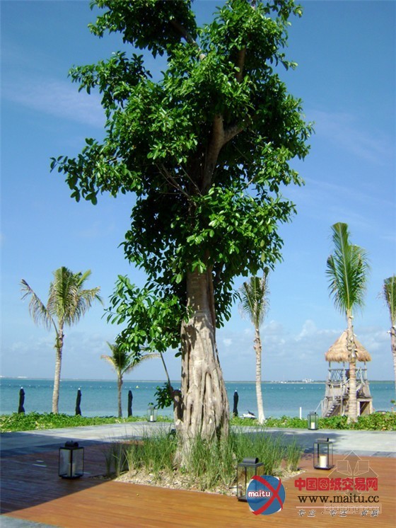 墨西哥瑞维拉玛雅度假村