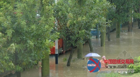 狂风“尤特”横扫多城,大量景观树惨遭重创,如何减少台风对城市绿化的损害,预防与抢险。