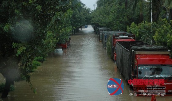 狂风“尤特”横扫多城,大量景观树惨遭重创,如何减少台风对城市绿化的损害,预防与抢险。