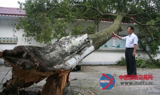 狂风“尤特”横扫多城,大量景观树惨遭重创,如何减少台风对城市绿化的损害,预防与抢险。
