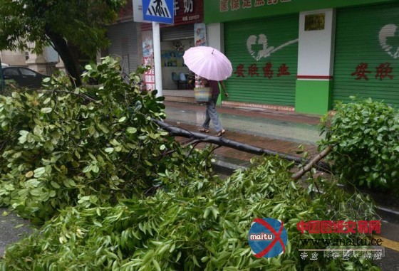 狂风“尤特”横扫多城,大量景观树惨遭重创,如何减少台风对城市绿化的损害,预防与抢险。