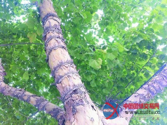 河北石家庄“景观彩灯灯架”