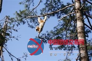 鬼斧神工般的绝美风景“神农架”