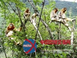 鬼斧神工般的绝美风景“神农架”