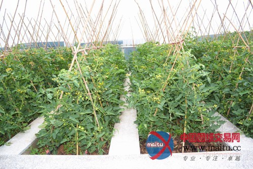 南京紫东国际创意园区 绽放在屋顶的花园