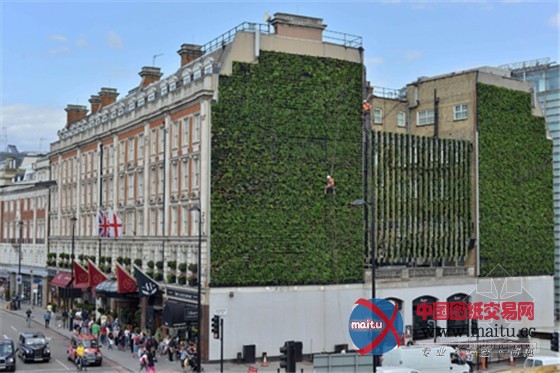 “抗洪英雄”伦敦最大的植物墙