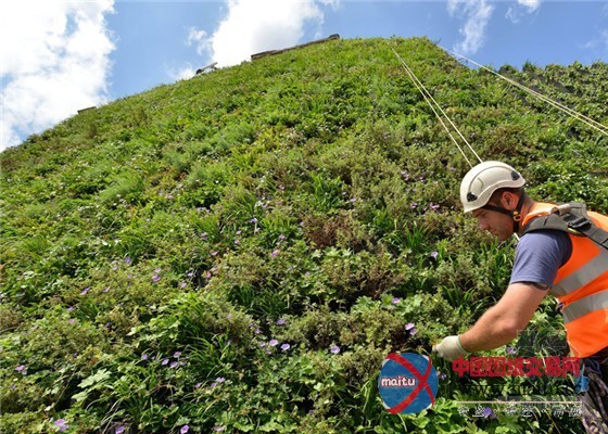 “抗洪英雄”伦敦最大的植物墙