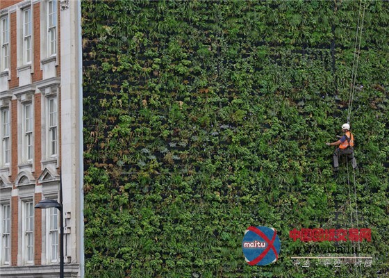 “抗洪英雄”伦敦最大的植物墙