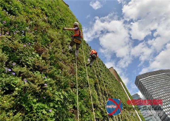 “抗洪英雄”伦敦最大的植物墙