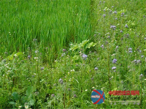 德国麦田艺术与景观