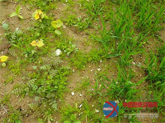 德国麦田艺术与景观