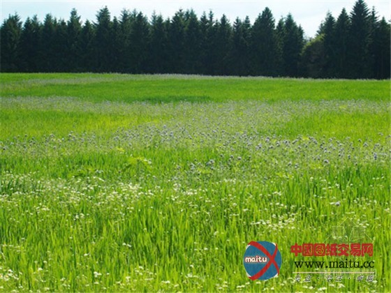 德国麦田艺术与景观