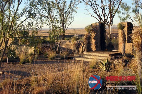 与西德克萨斯州恶略气候抗衡的平原牧场