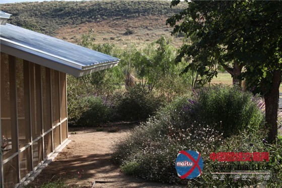 与西德克萨斯州恶略气候抗衡的平原牧场