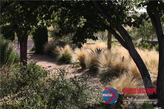 与西德克萨斯州恶略气候抗衡的平原牧场