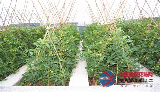 南京世界屋顶绿化大会准备好了