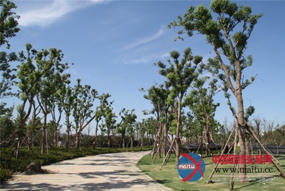 南京世界屋顶绿化大会准备好了