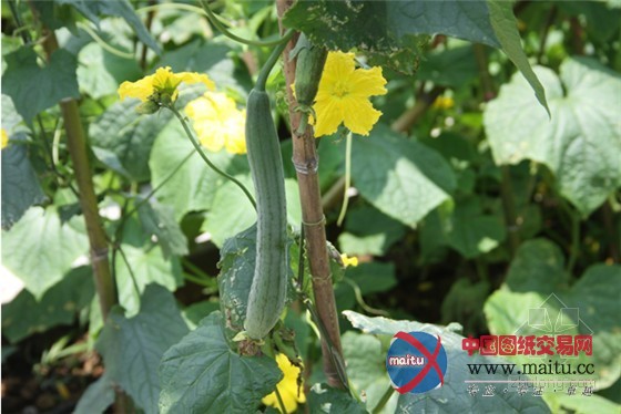 南京世界屋顶绿化大会准备好了