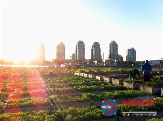 加拿大温哥华市中心最大加油站改造的城市果园