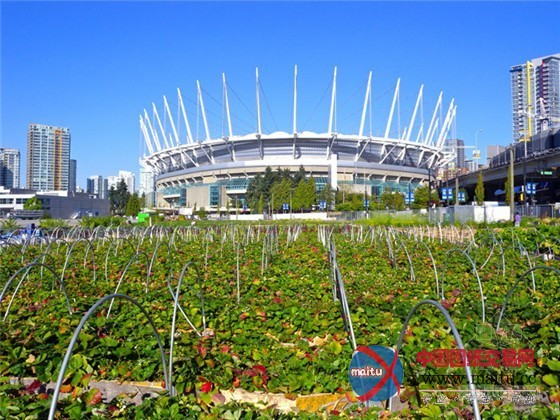 加拿大温哥华市中心最大加油站改造的城市果园