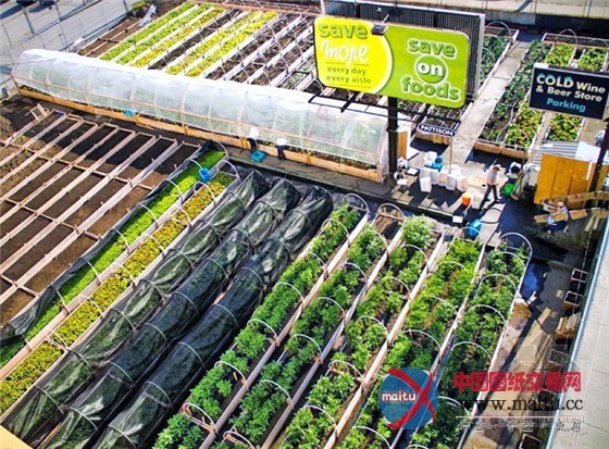 加拿大温哥华市中心最大加油站改造的城市果园