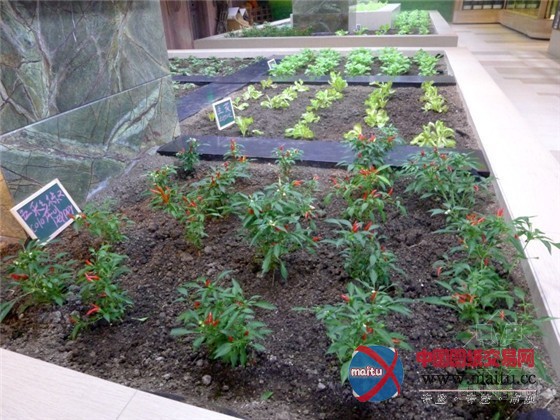 中国上海K11购物中心内的城市豆芽农场