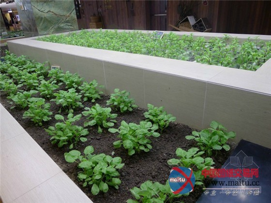 中国上海K11购物中心内的城市豆芽农场