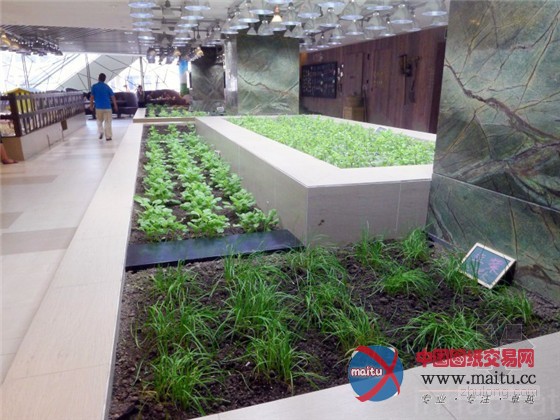 中国上海K11购物中心内的城市豆芽农场