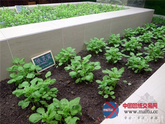 中国上海K11购物中心内的城市豆芽农场