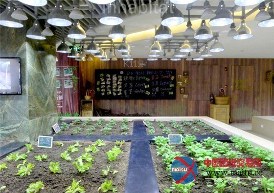 中国上海K11购物中心内的城市豆芽农场