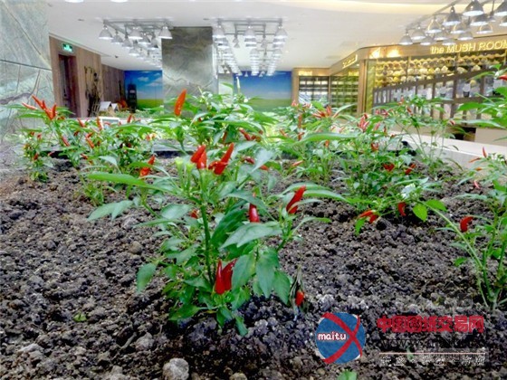 中国上海K11购物中心内的城市豆芽农场