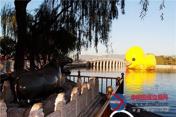 大黄鸭颐和园首秀 “低头畅饮”昆明湖