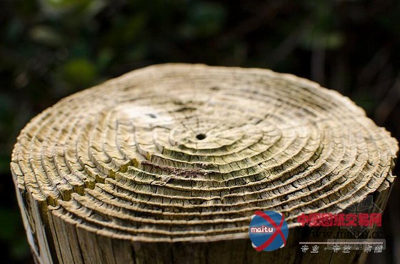 阿拉斯加冰川融化 千年森林重见天日