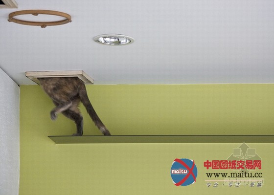 最友善的居住空间 日本大阪爱猫之家