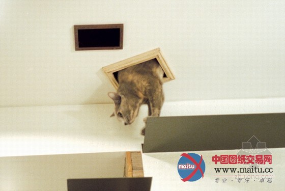 最友善的居住空间 日本大阪爱猫之家