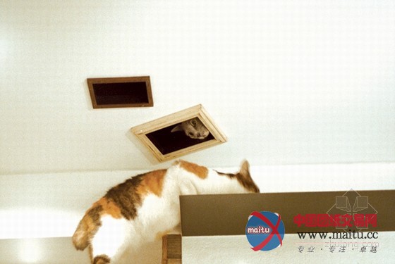 最友善的居住空间 日本大阪爱猫之家