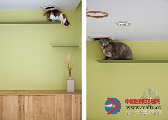 最友善的居住空间 日本大阪爱猫之家