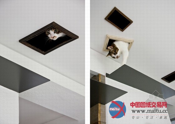 最友善的居住空间 日本大阪爱猫之家