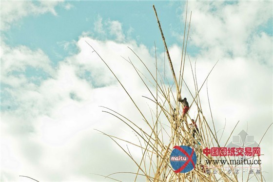 意大利罗马国家电力公司当代艺术Big Bambú(大竹)