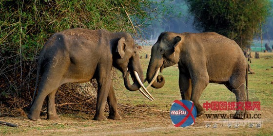 豪华的印度橘郡卡碧尼度假村 装饰独特